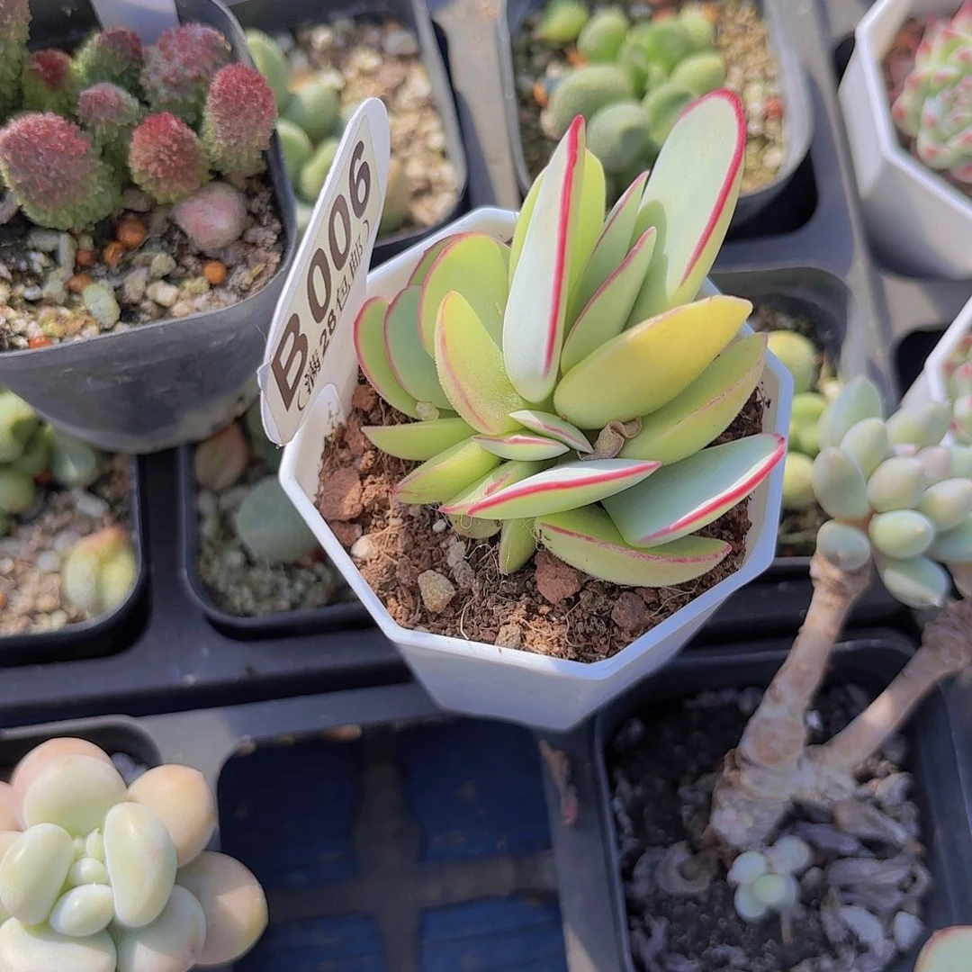 B006白眉群一物一拍