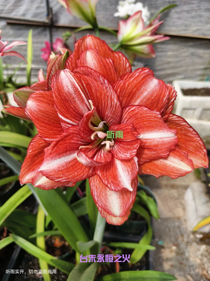 朱顶红台湾朱永恒之火（蝶舞）