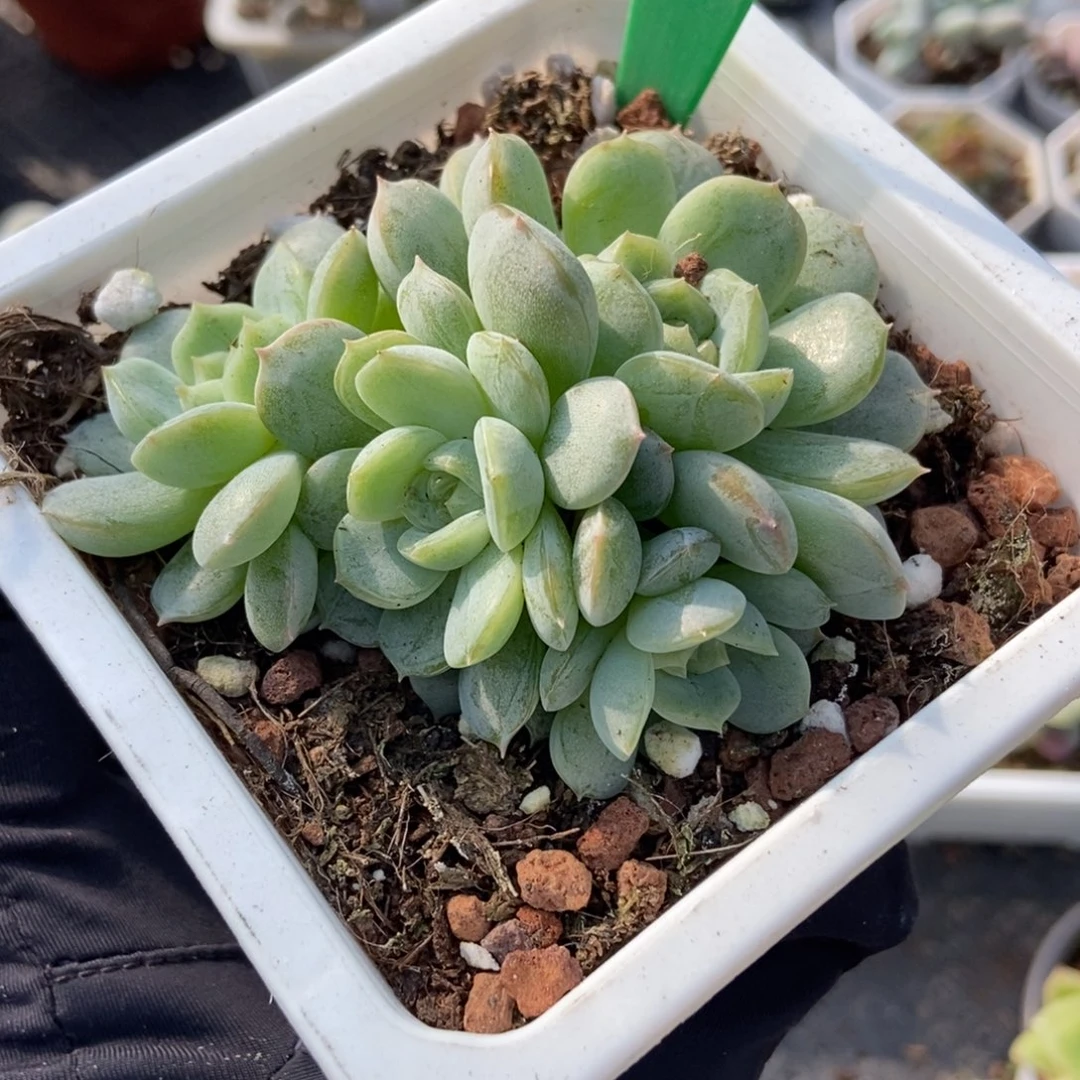 832白恋多肉植物了