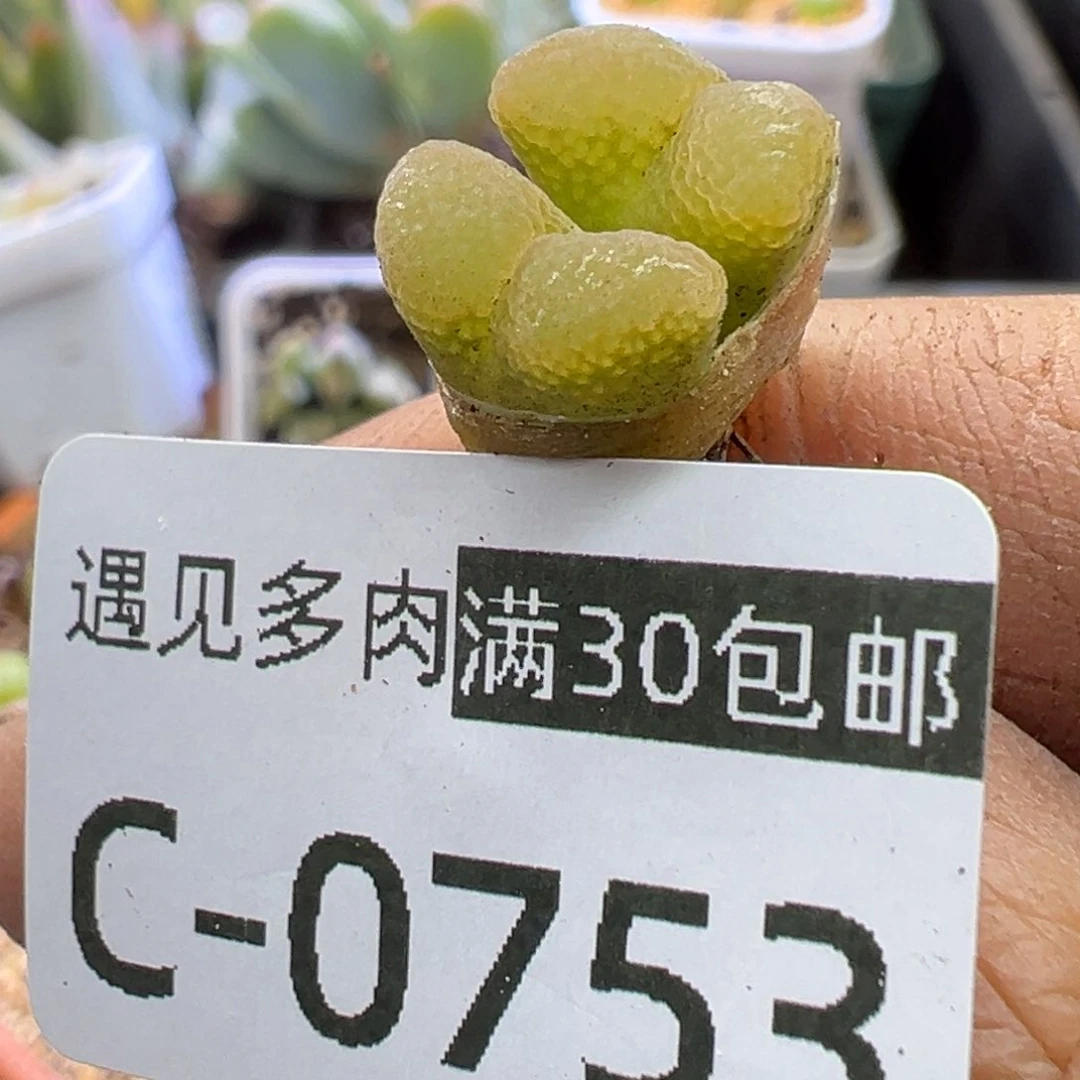 多肉植物11111111111111