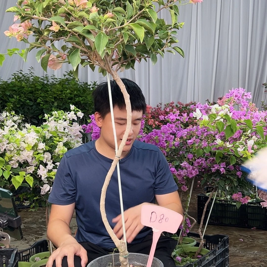 简***乐大部分花苞少量开放D80卡亚塔
