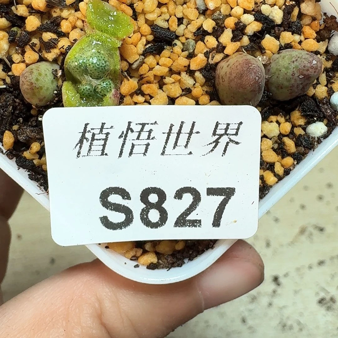 827号多肉植物哇调查n
