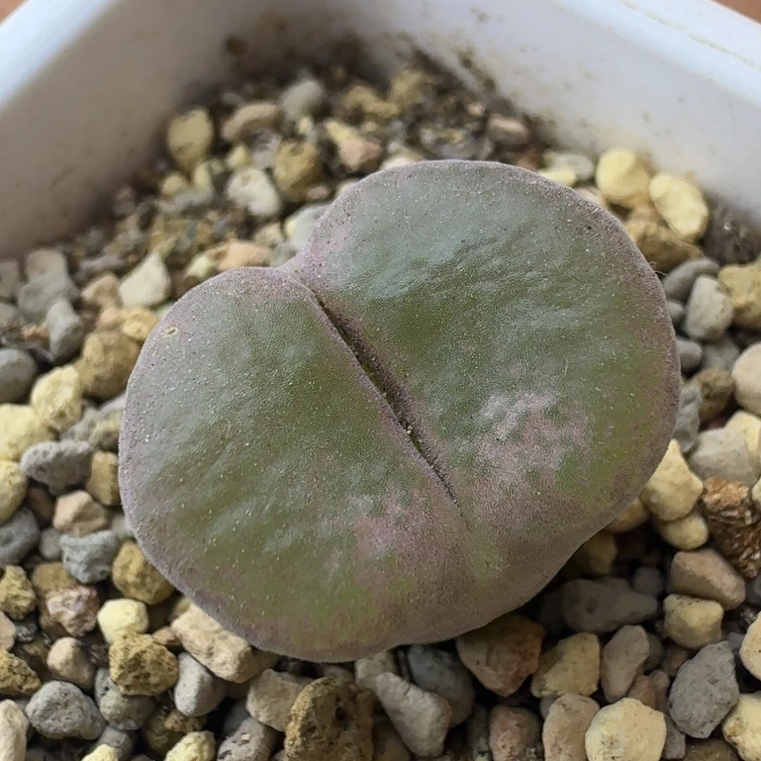 69号单头翻窗风铃一物一拍