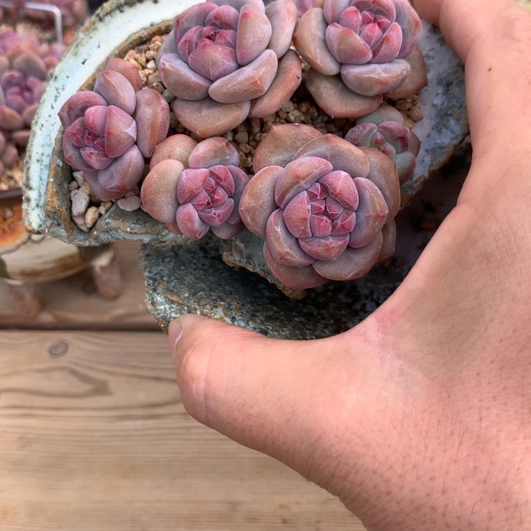 潴***潴潴潴突尼斯发货多肉