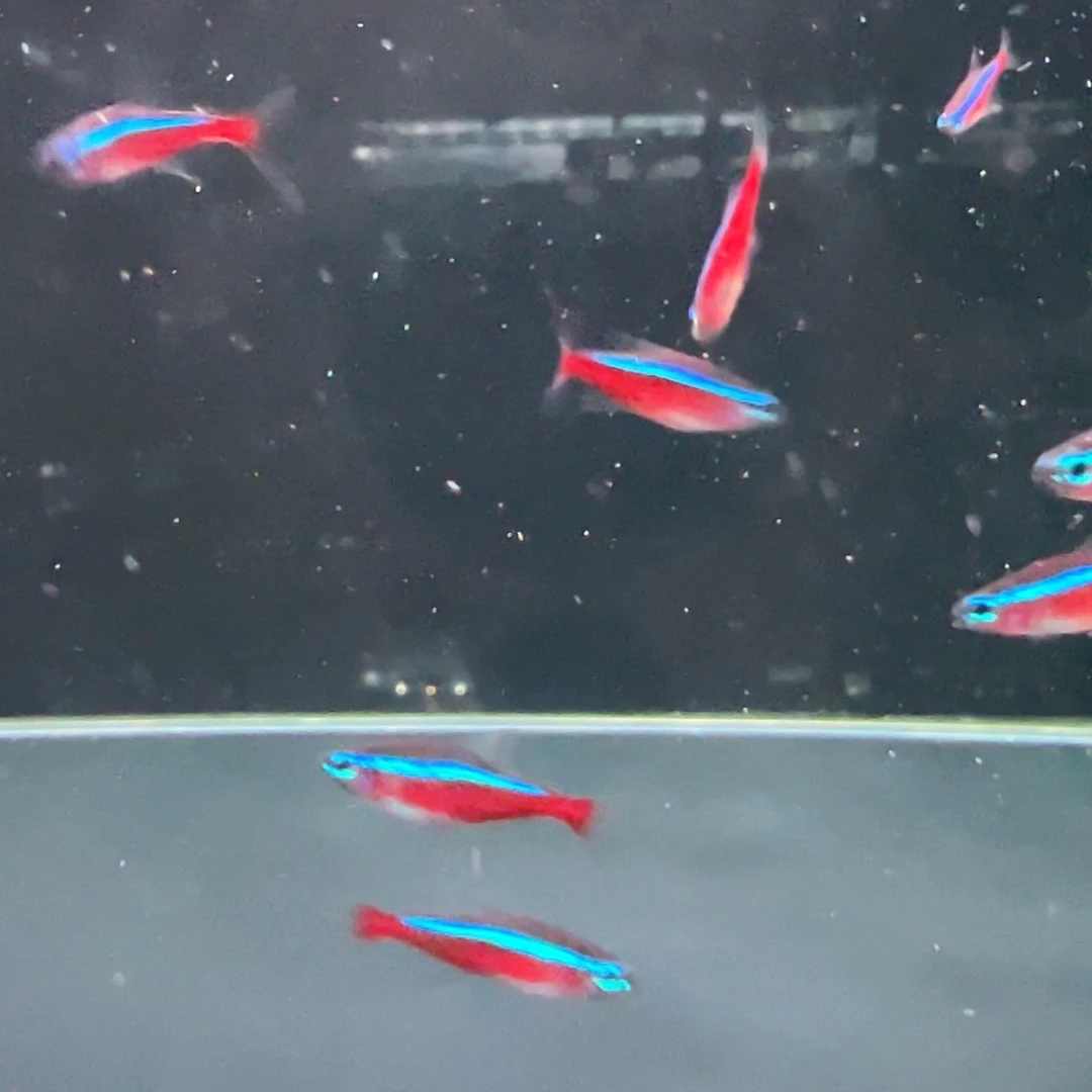 海水鱼小*灰巴宝