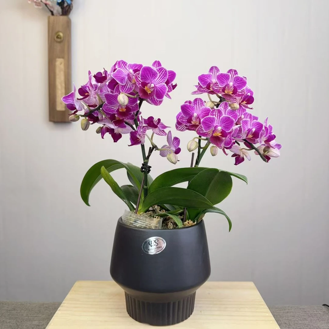 [小喜糖01]精美蝴蝶兰带花带花苞