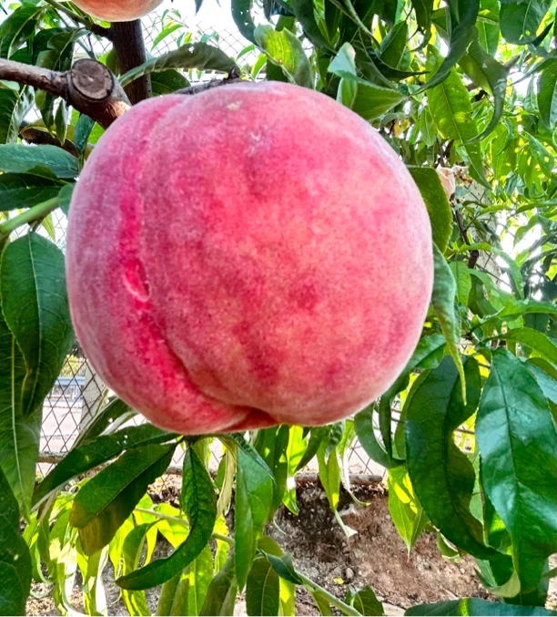 四川 中桃9号 脆毛桃（现摘现发）