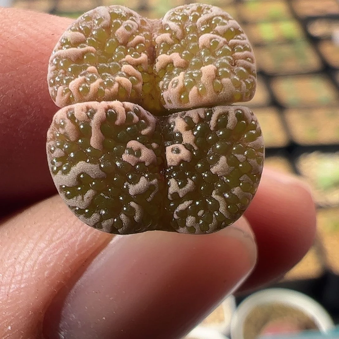 0000886一物一拍泡泡勋章杂交