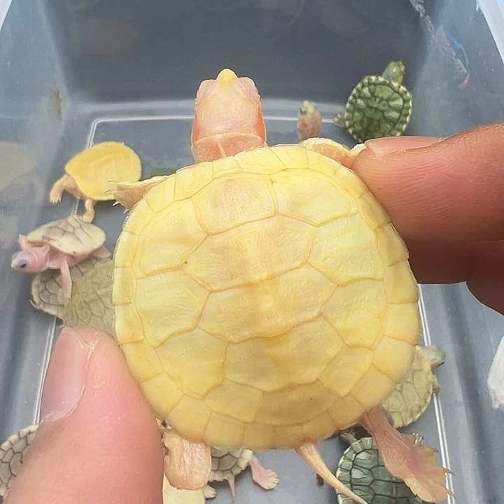 绿毛龟母白巴1111