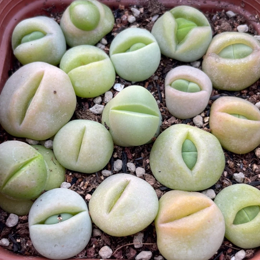 大盆特价一物一拍～13