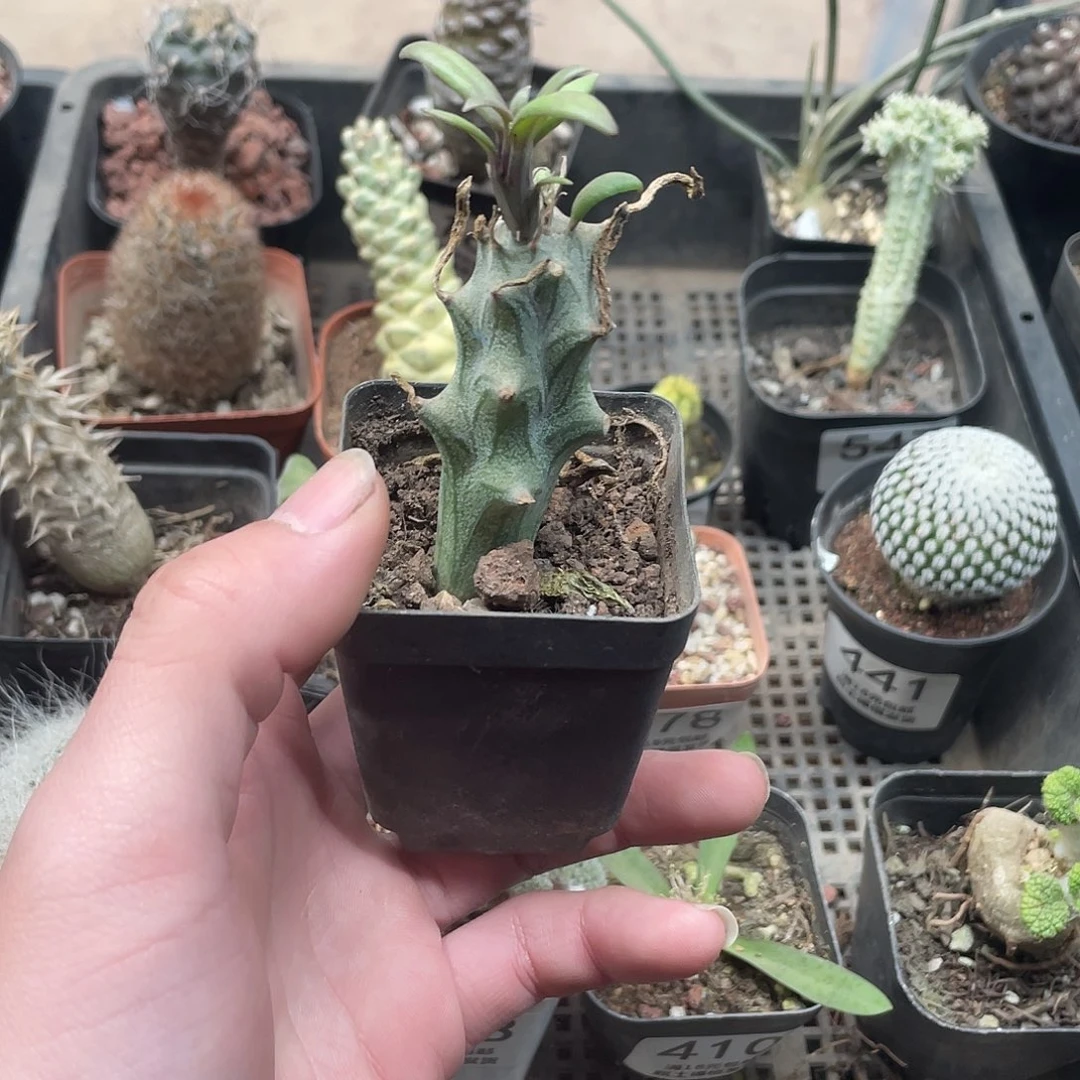 667普西利菊（满18包邮）