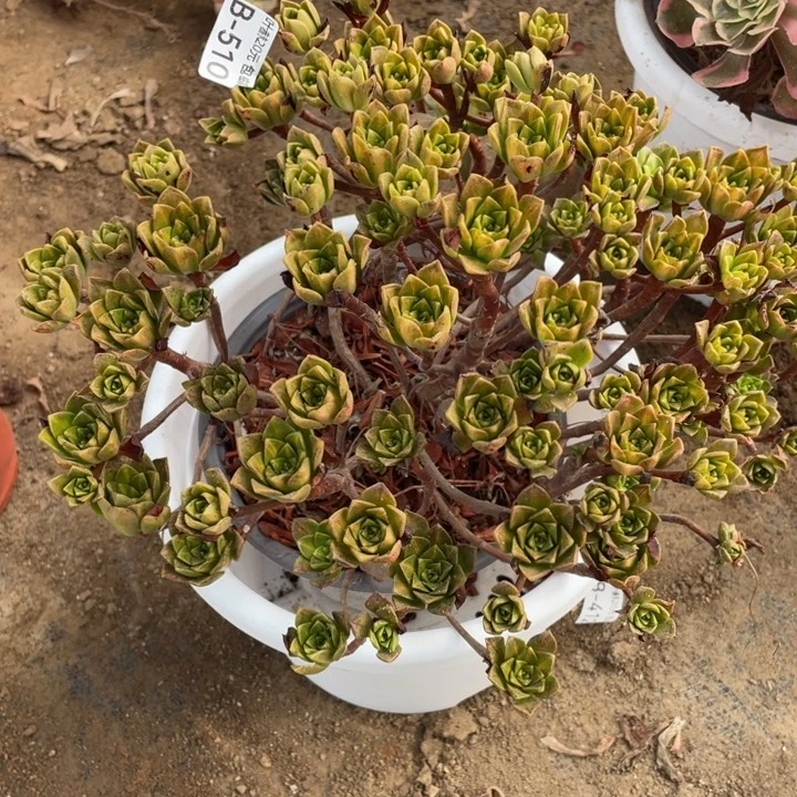 510花茶多肉123456789