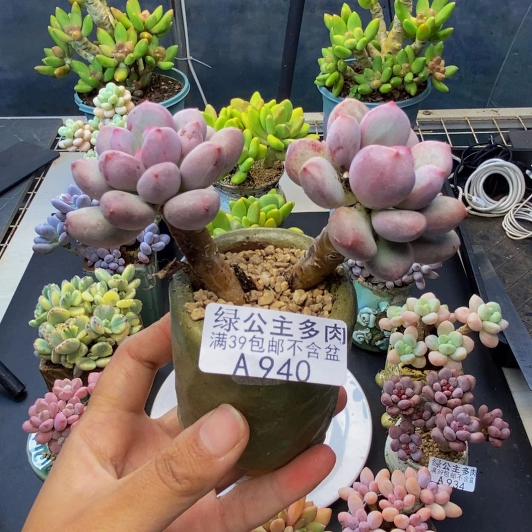 940仙子奶多肉6c m