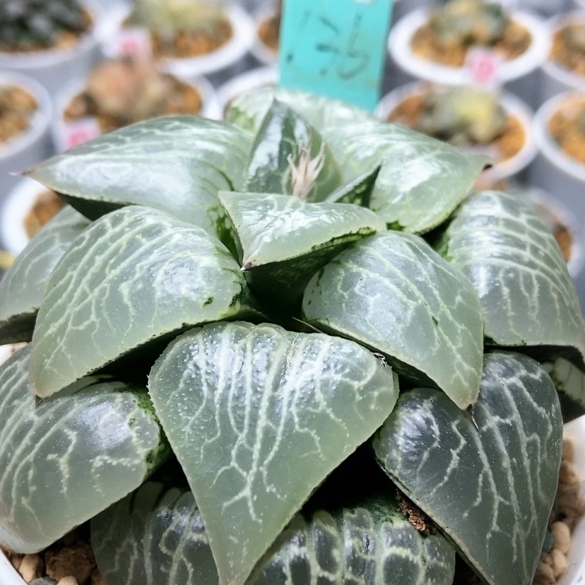 【闪购商品】水晶136