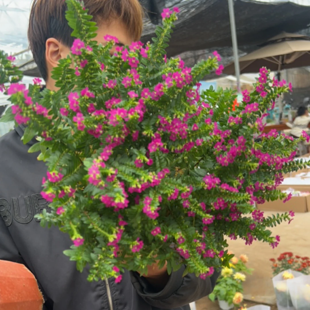 【满天星0.5加仑多年生宿根耐寒花卉花期