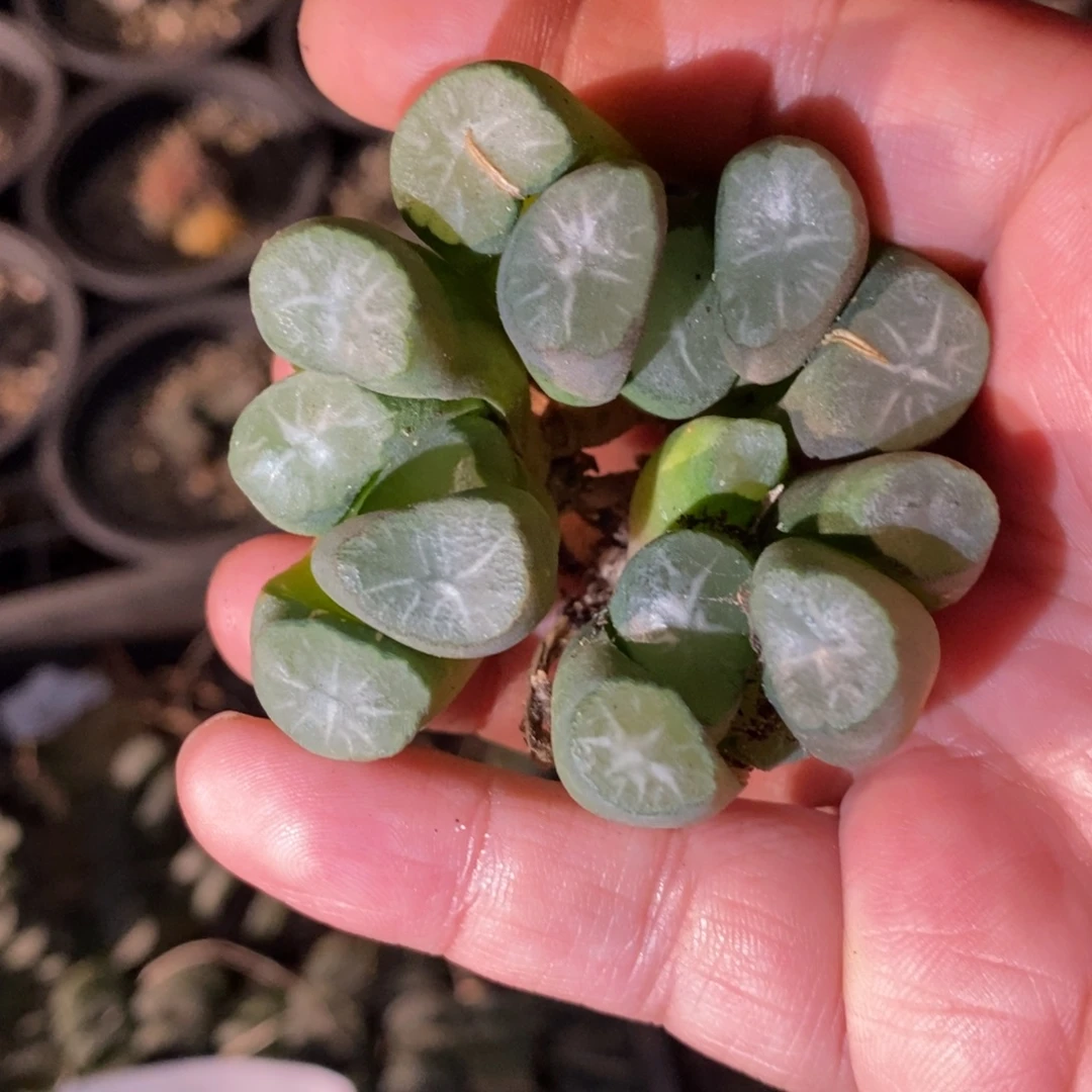 1703 一颗雪葵万象 超级福利