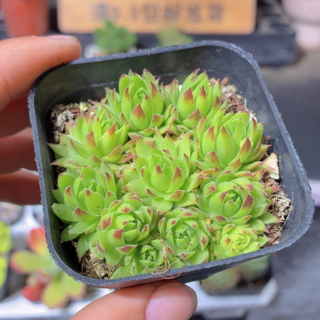 橘子球多肉9.9包邮发货