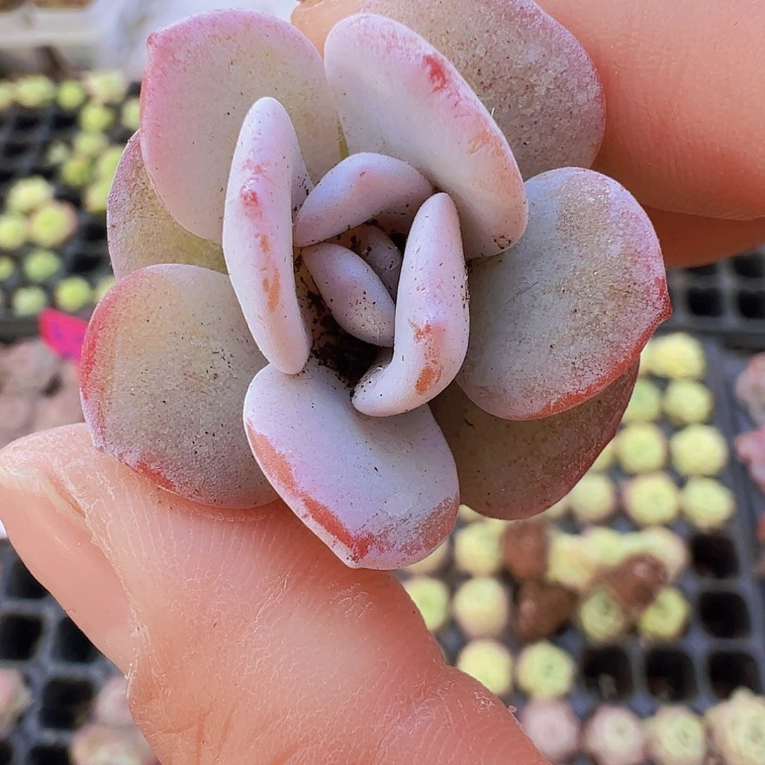 雪莲苗5颗19包邮多肉