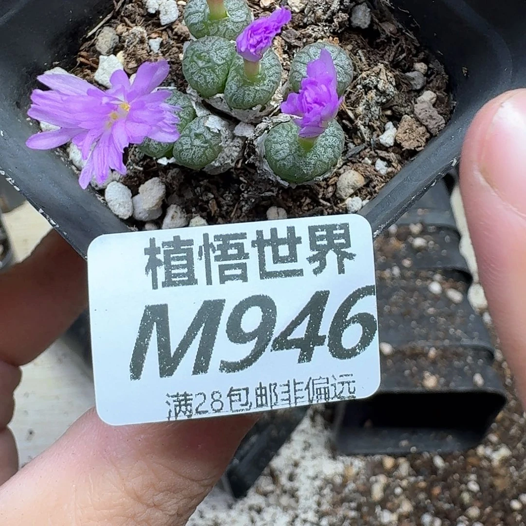 多肉植物的润泽的