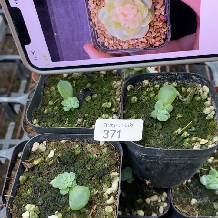 标371逍遥一个量拍
