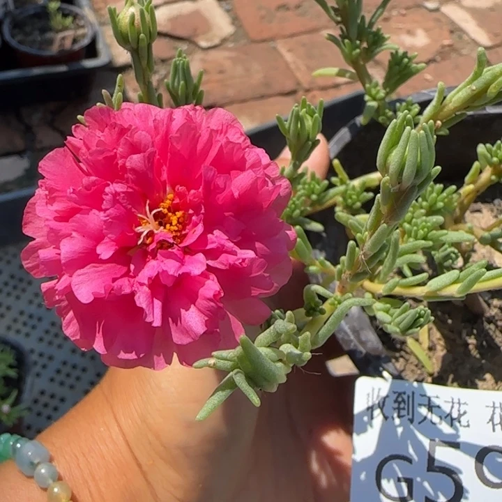 无花朵G598超小苗盆口10cm可能有虫