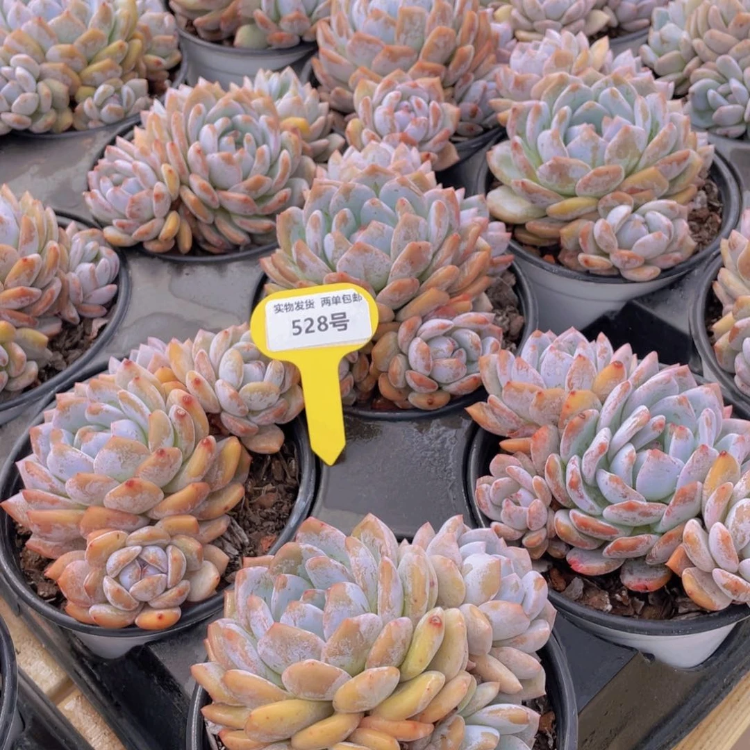 528号 韩版橙梦露母本大群生四头起一个