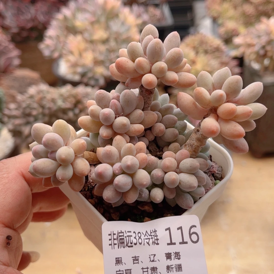 解****米116婴儿手指德华多肉