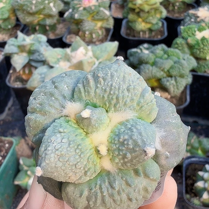 无花朵240白肌大尤怒涛