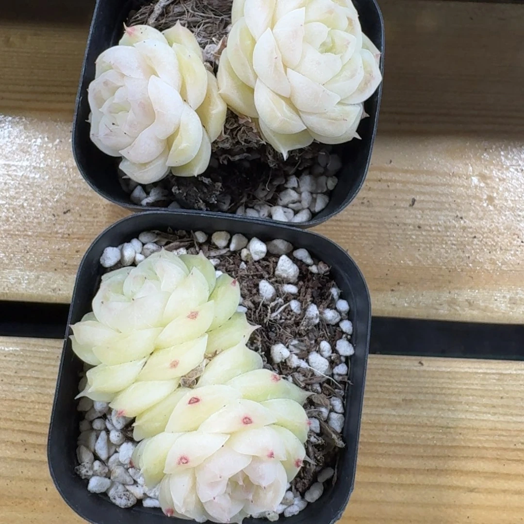 0102-103-梨花白一颗量拍