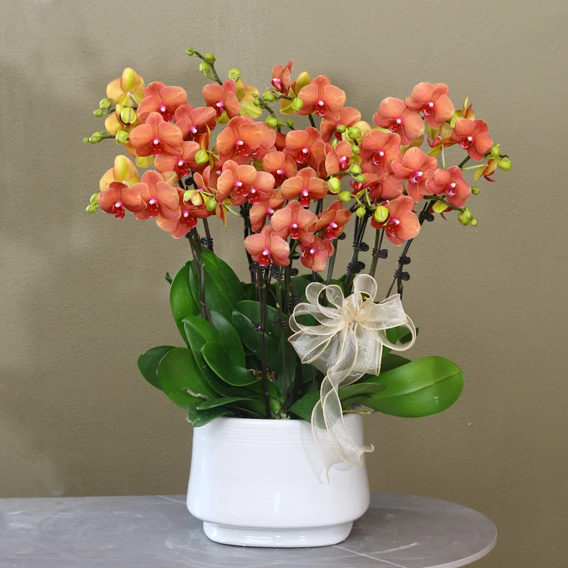 蝴蝶兰【金桔】带花带盆组好伴手礼送礼茶桌婚礼客厅美化装饰