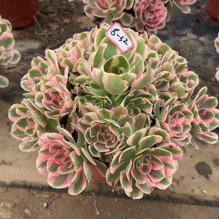 8-32女郎不包售后