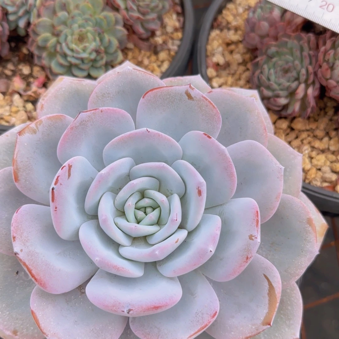 【闪购商品】大单头奶茶19.9