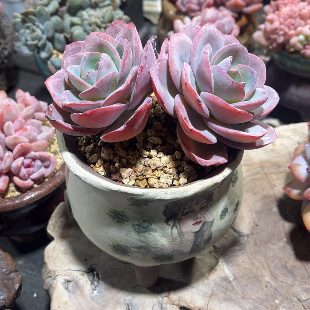 老桩布鲁兰自然群