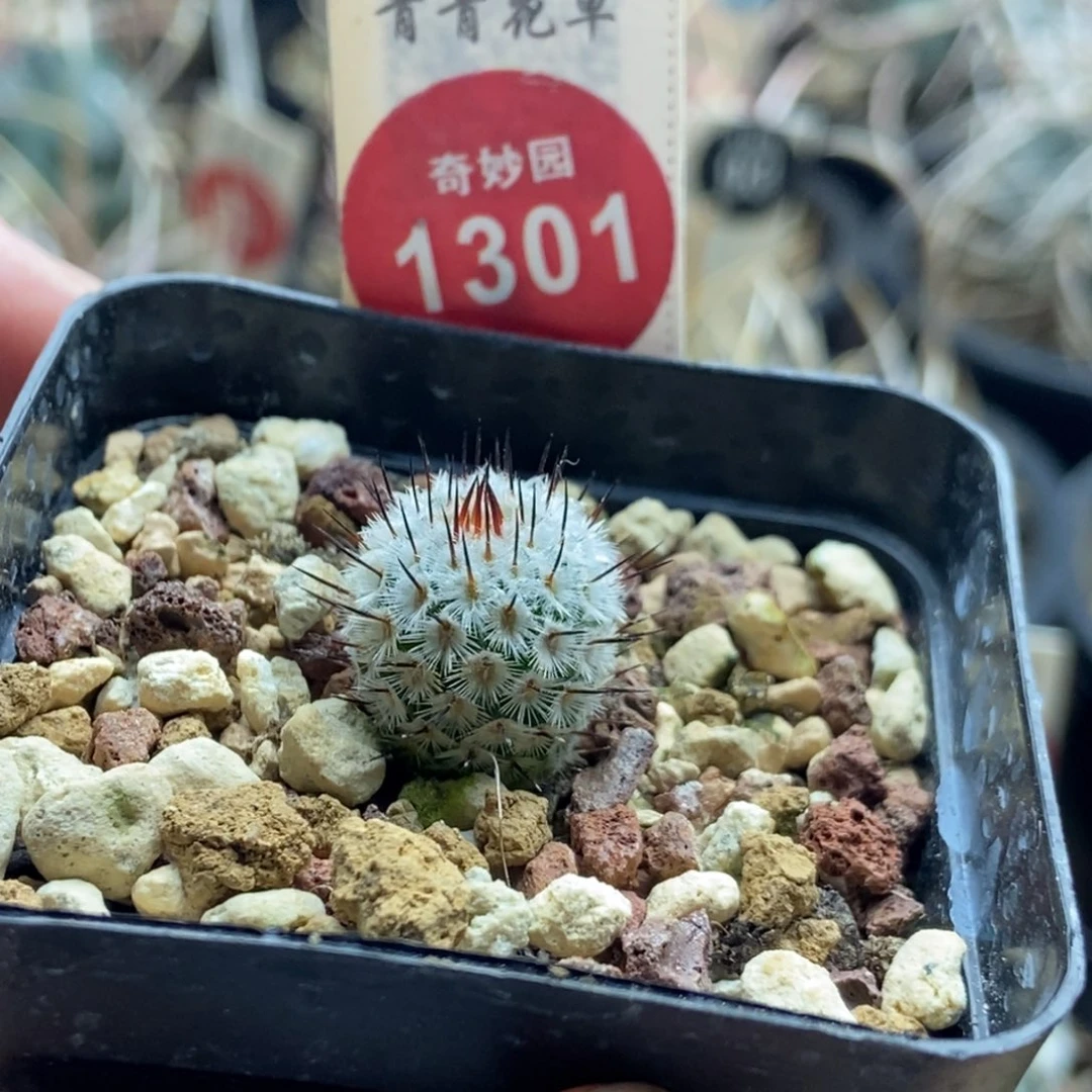 实生直刺佩雷一棵仙人球