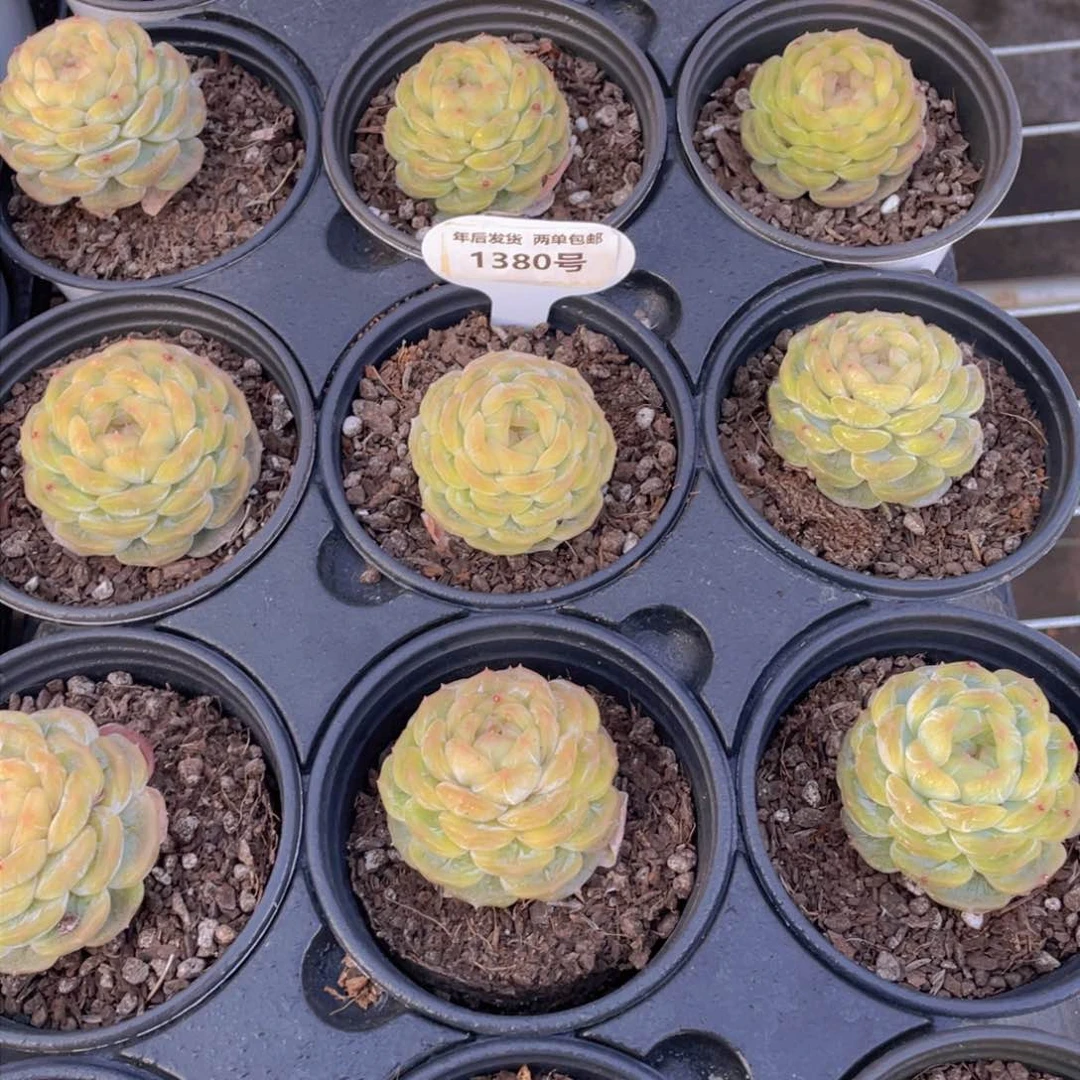 1380号 精品白色恋人大单头一个