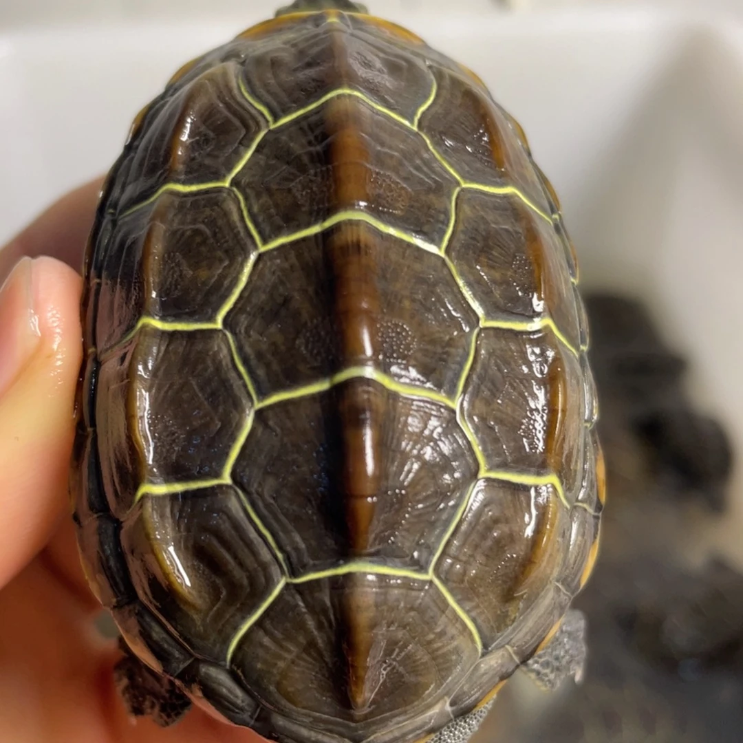 苏北金线冷水草龟