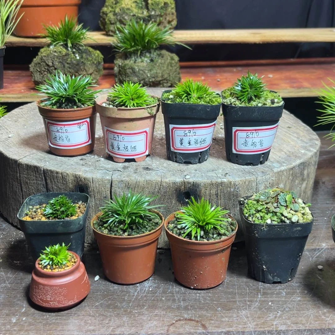 【闪购商品】完全开放用****9