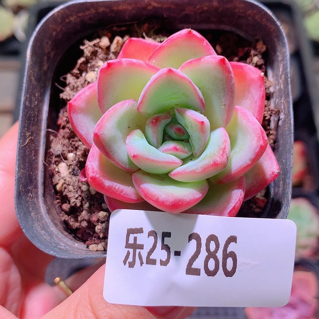 乐然25-286 草莓泡芙