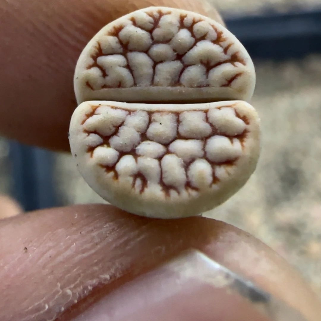 748 生石花大棚直播