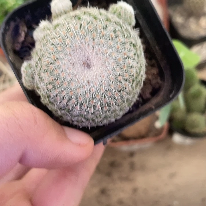 299仙人球开花植物