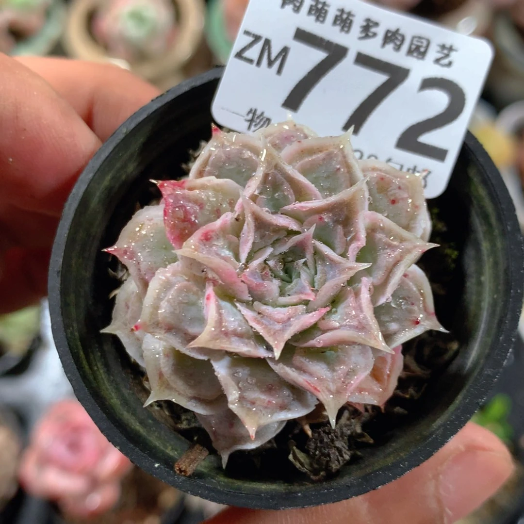 5CM拇指盆精控多肉ZM772