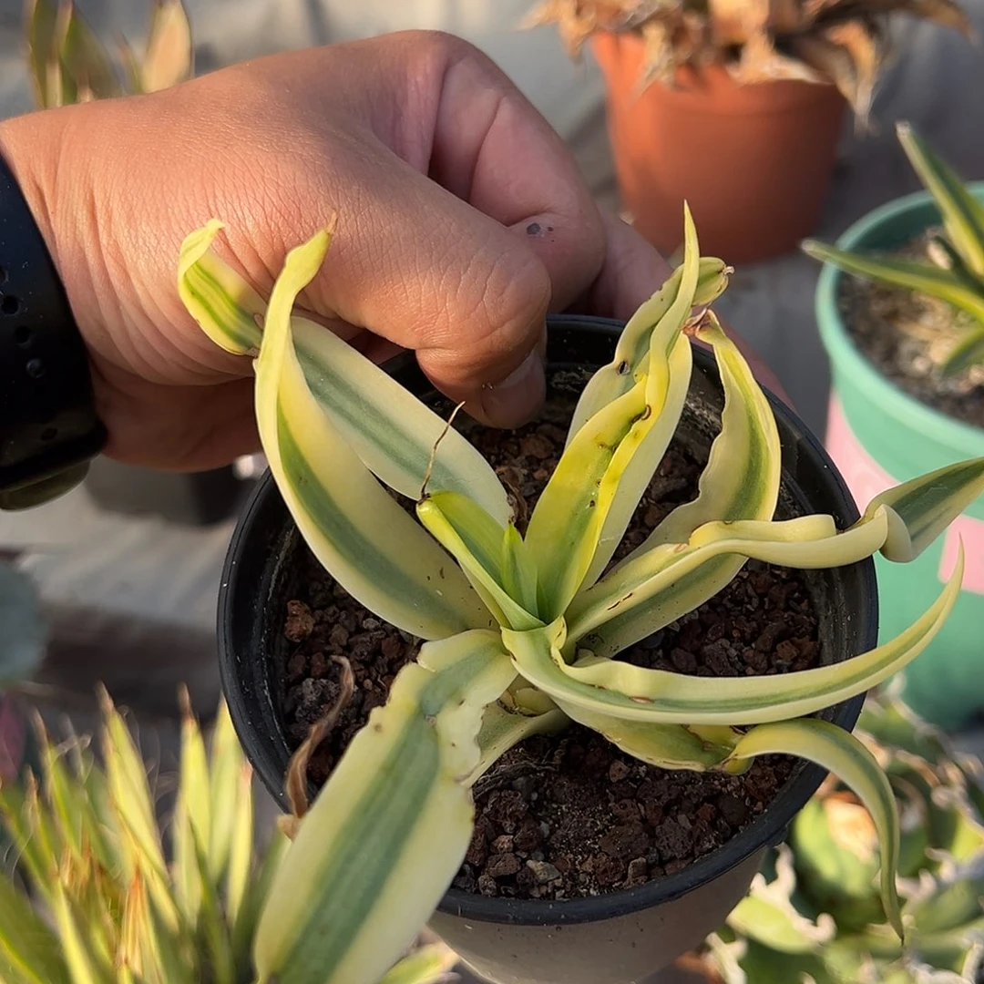 有瑕疵鹦鹉嘴小糊斑