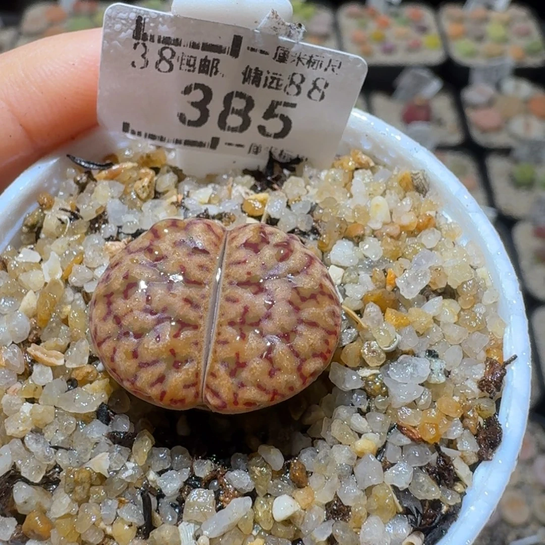 S精品系列便宜了385