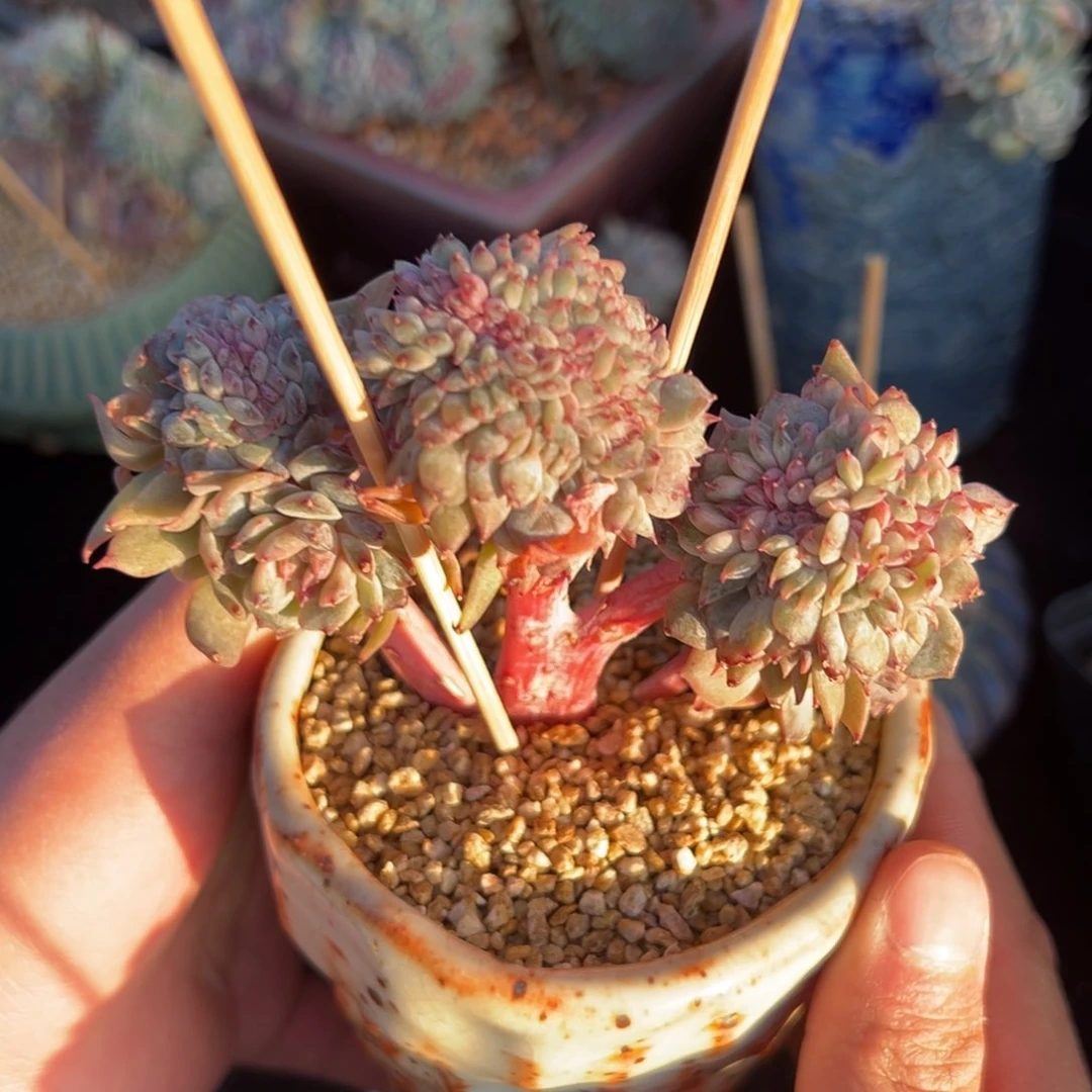 新年快乐 树莓无暇