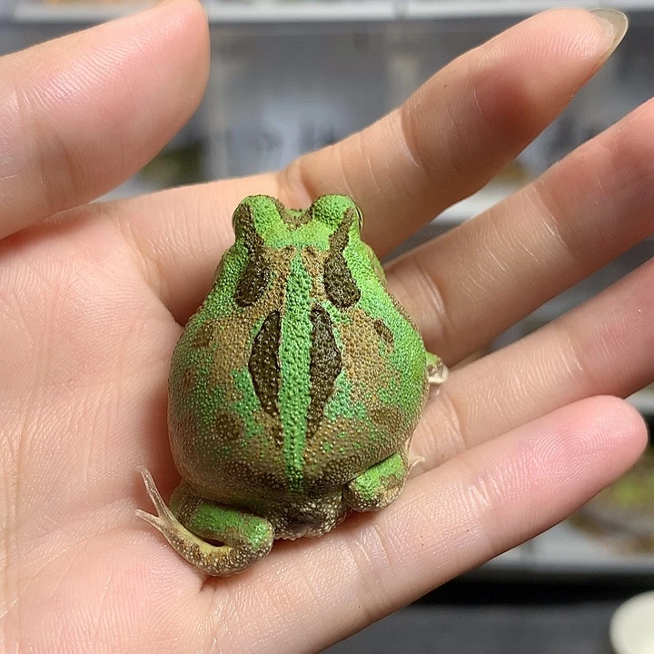男***夜角蛙2570瑕疵大波子