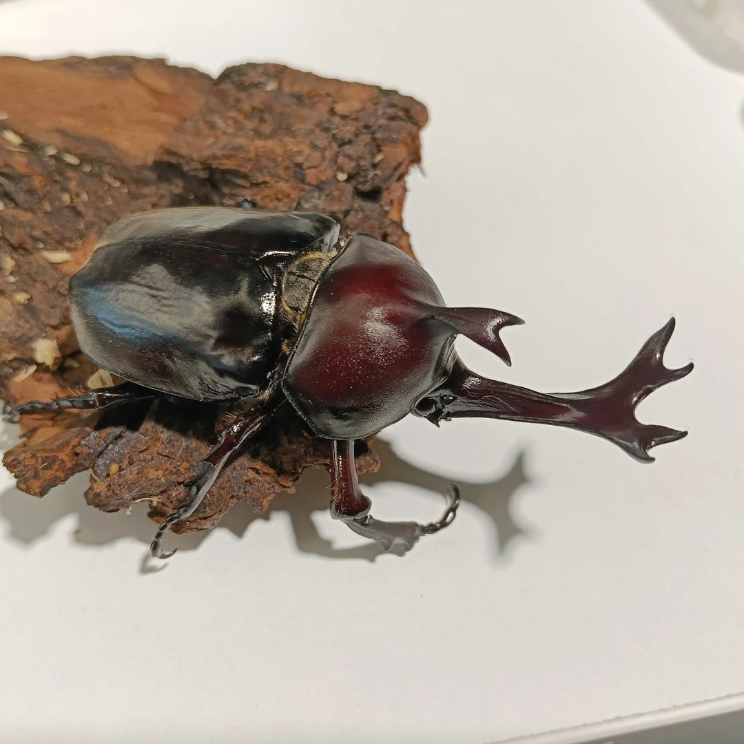 独角仙甲虫宠物成虫大个体公虫活体好养温顺适合新手入门
