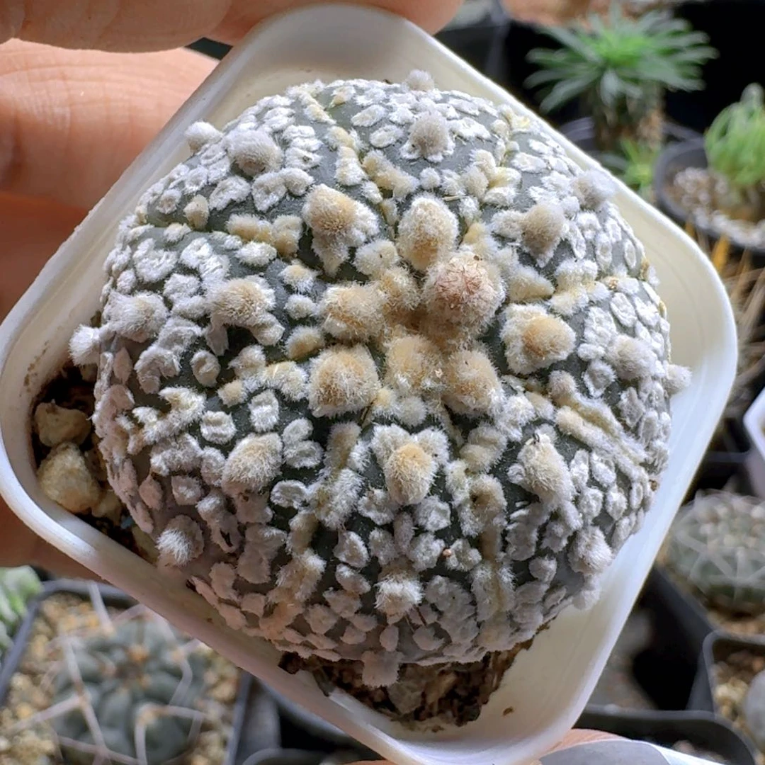 899超兜带盆发货自根