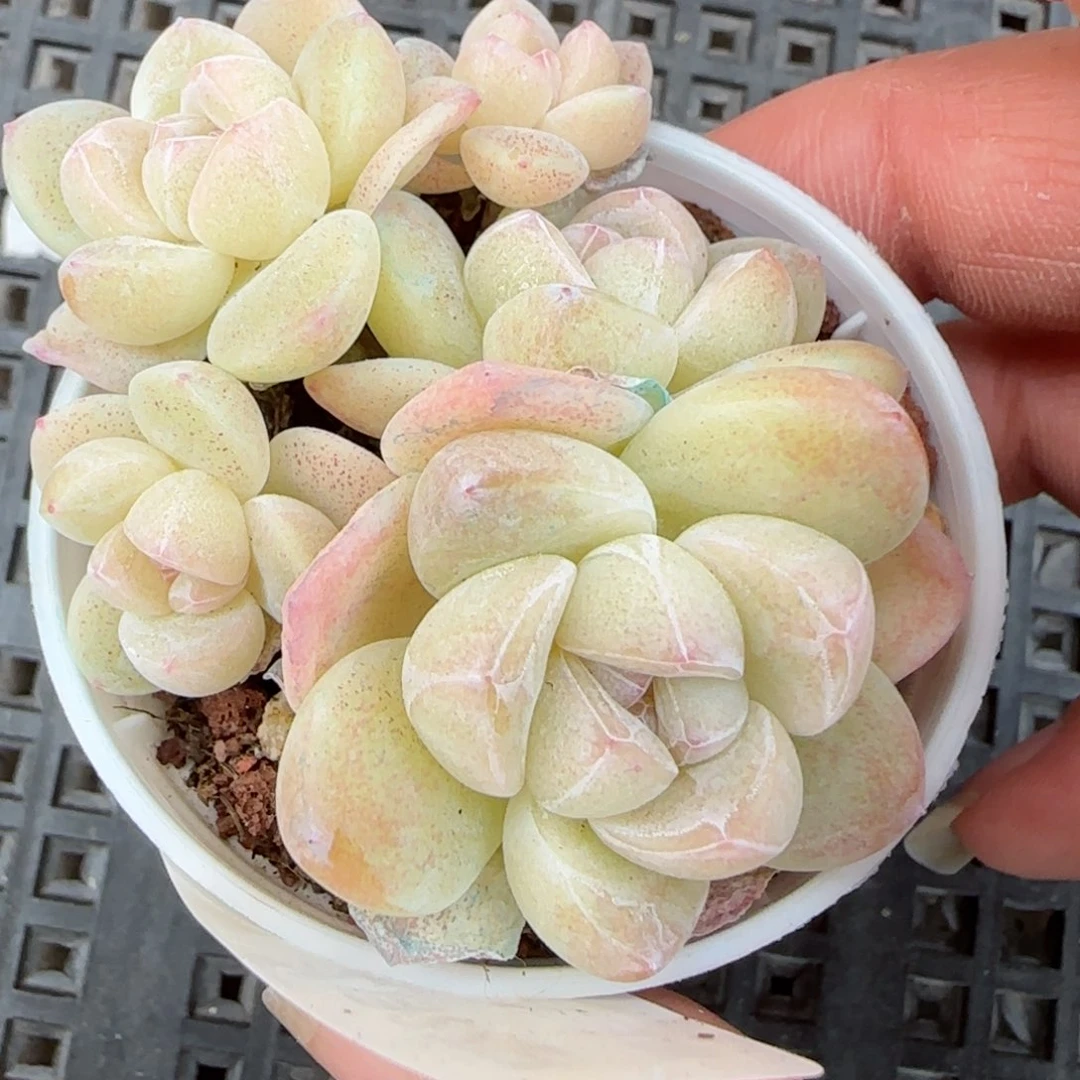 花语逸境0222-83