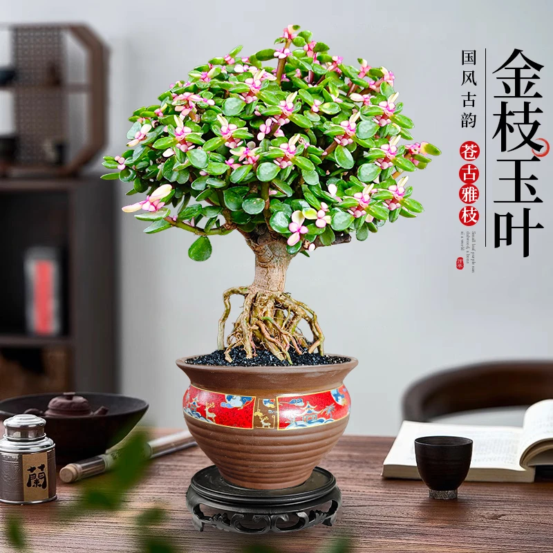 金枝玉叶盆栽提根老桩室内绿植盆景中式观赏办公客厅好养植物