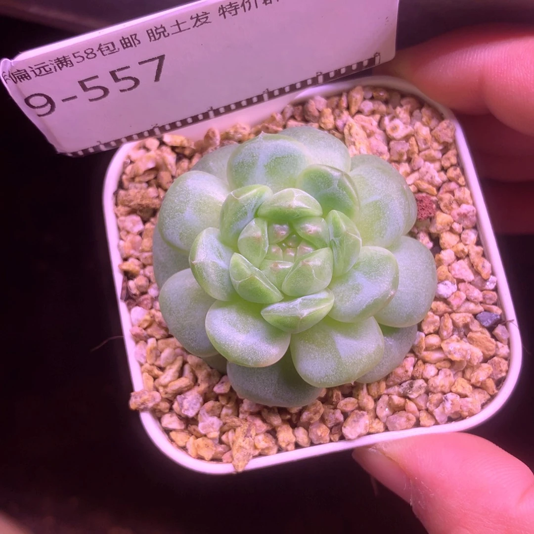 遥遥领先珍妮58包邮